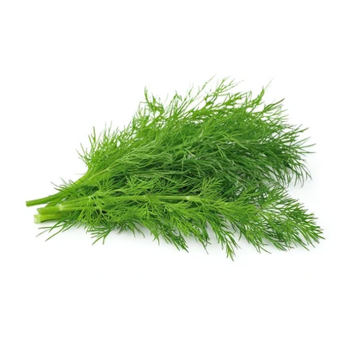 Fennel