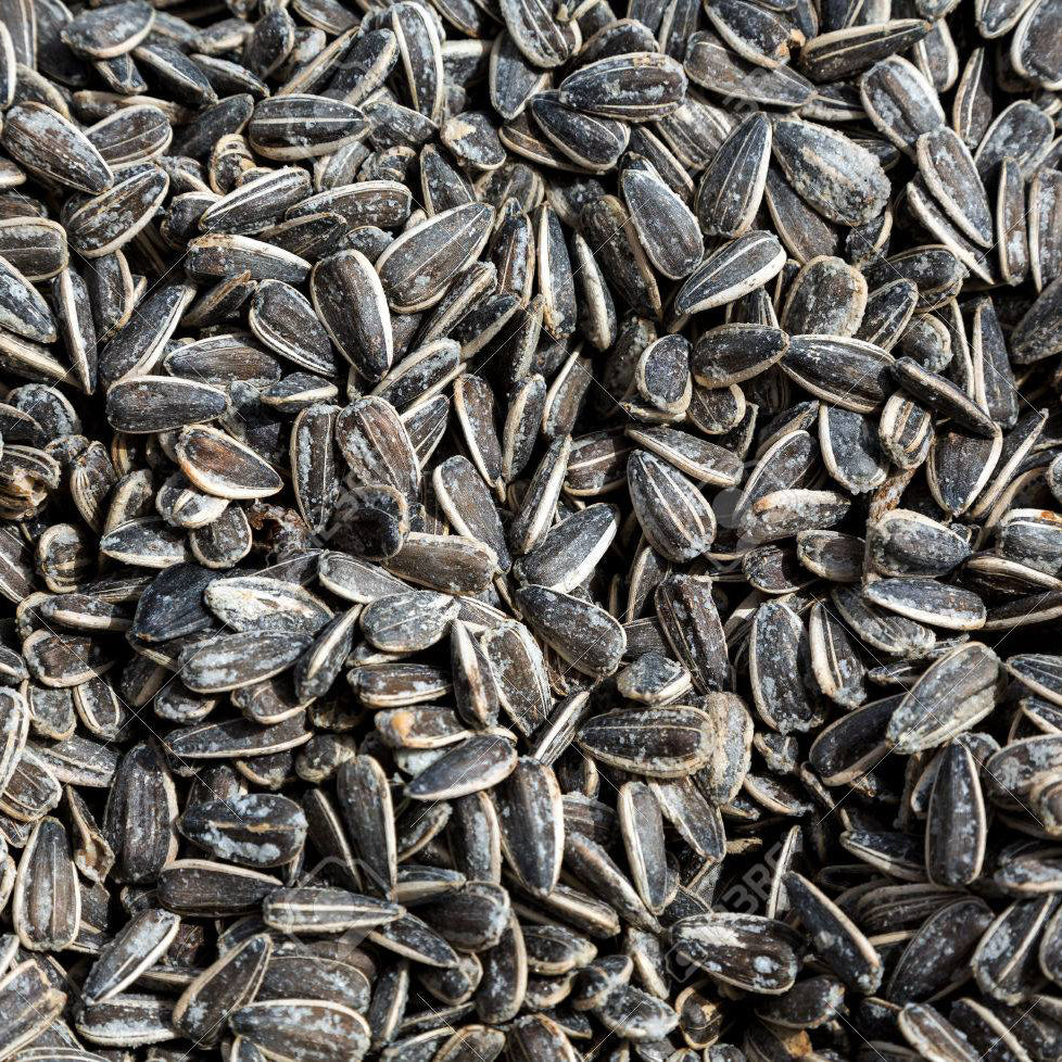 Tournesol grillé salé