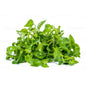 Watercress